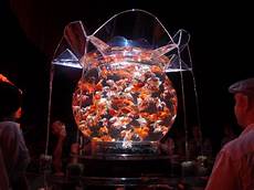 Fish Displays